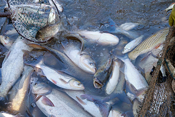 istock The fish in the water fishing nets 471558098
