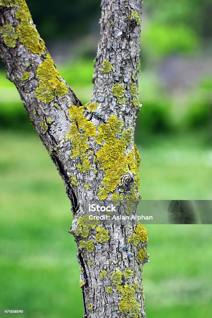 Tree bark moss 2015 Stock Photo