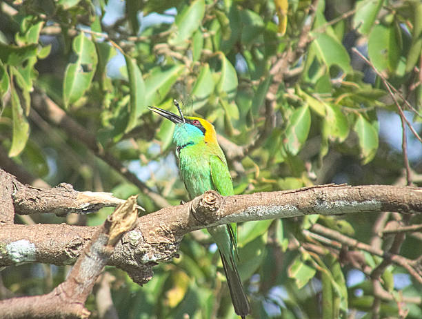 istock Green Bee-eater (Merops orientalis) with a Dragonfly in its mouth 471558622