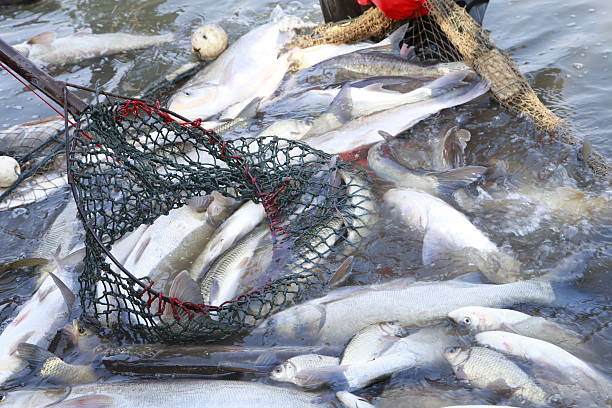 istock The fish in the water fishing nets 471558712