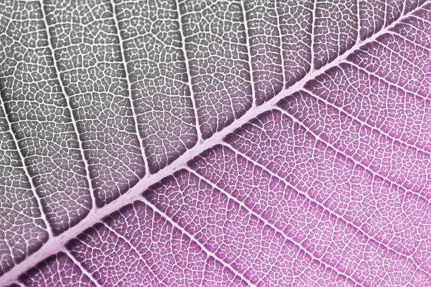 istock Black and white with purple color filtered to leaf. 471559480