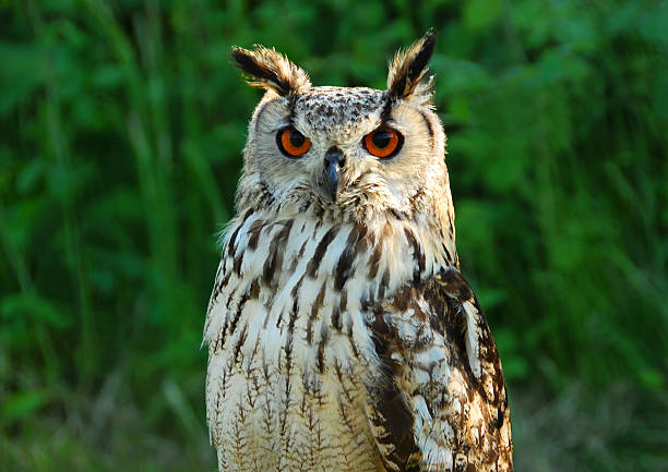istock Portret of an Indian Eagle-Owl 471559873