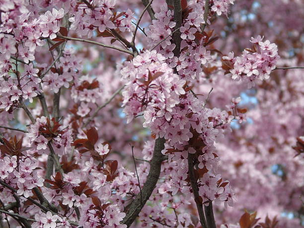 istock Japanese plum ime. 471562304