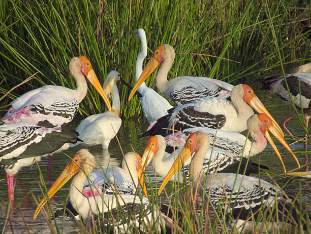 istock Flock of Painted Stork Feeding Intensely 471562348