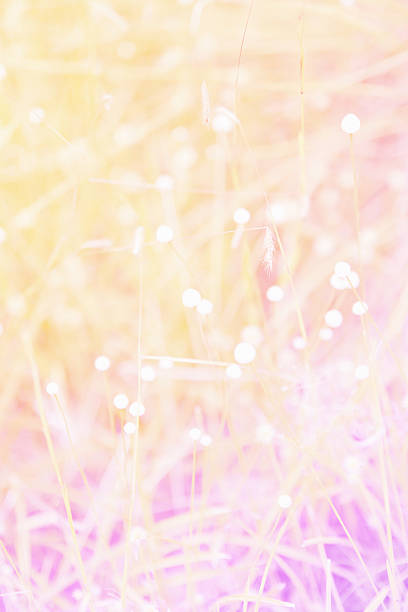 istock flowers in the garden soft blur background 471562384
