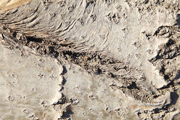 istock The texture of the old tree 471562428