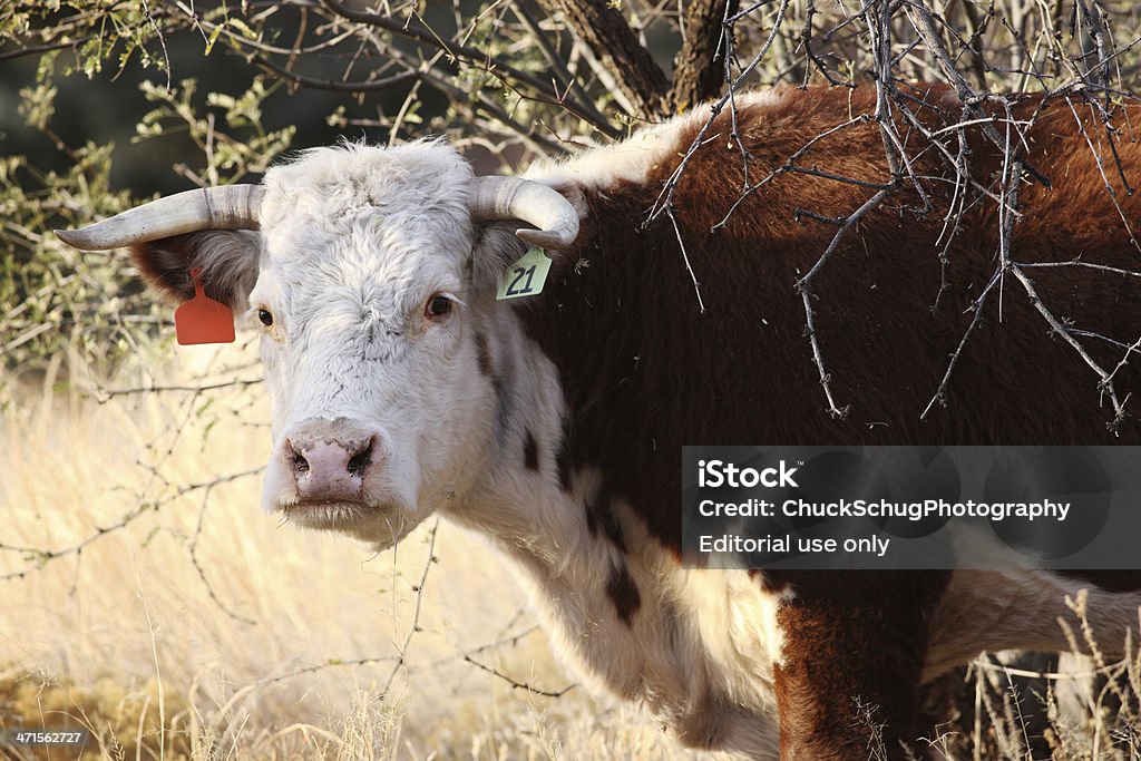 Mucca di Hereford carne bovina di bovino Pascolare - Foto stock royalty-free di Acetosa