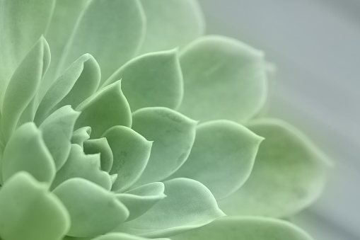 Natural light selective focus photo of a succulent perennial known as Echeveria