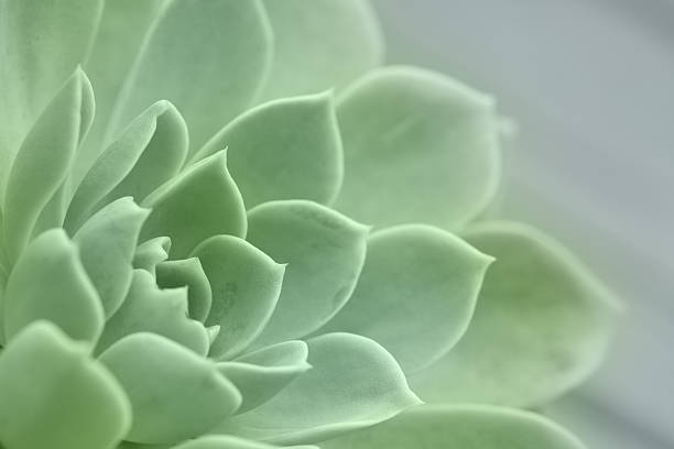 echeveria succulent plant - saksıgüzeli stok fotoğraflar ve resimler