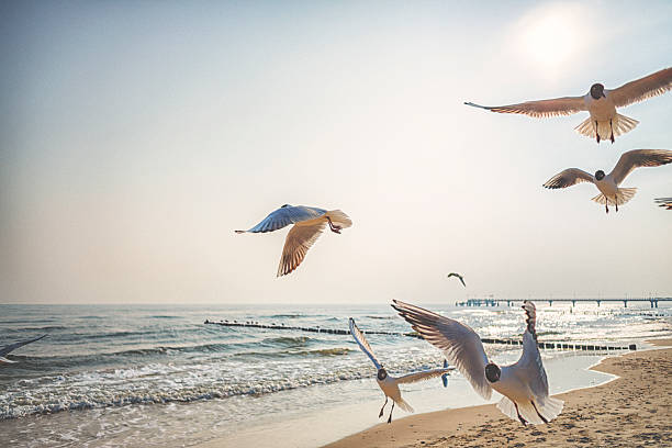 istock Black headed seagulls at the ocean 471562872