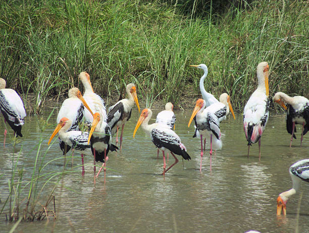 istock Flock of Painted Stork and an Egret Feeding Intensely 471563518