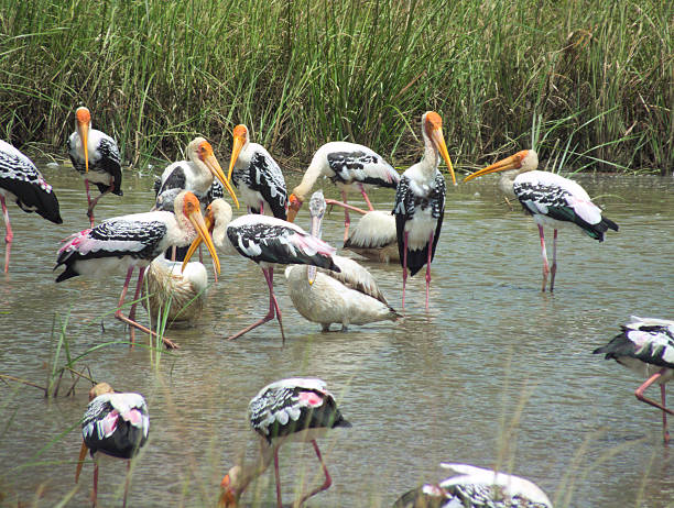 istock Flock of Painted Stork, Pelicans Feeding Intensely 471563520