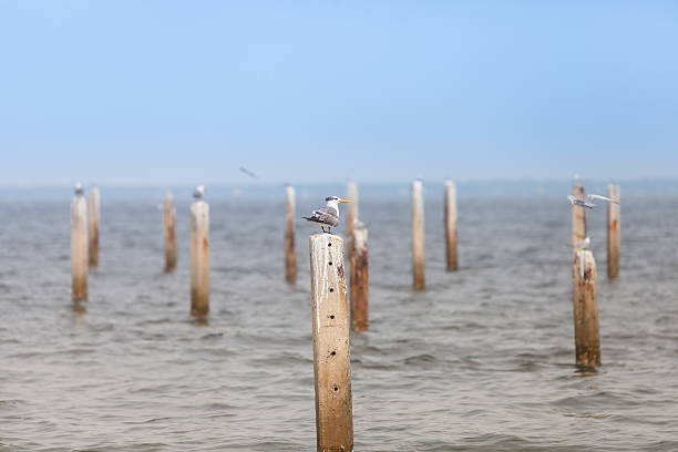 istock Seagull Standing on a cement block in the sea 471563594