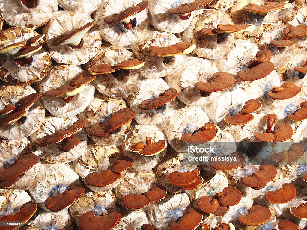 Ganoderma lucidum 있는 머시룸 농장 - 로열티 프리 0명 스톡 사진