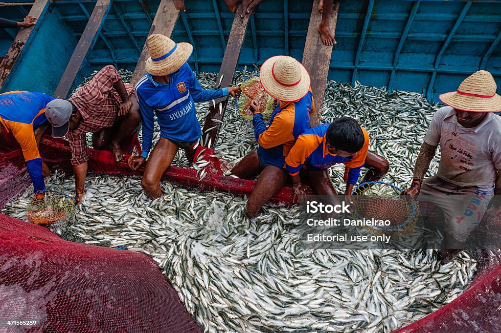 Pescadores com a captura de sardinha, Kannur, Kerala, Índia. - Royalty-free Indústria Pesqueira Foto de stock