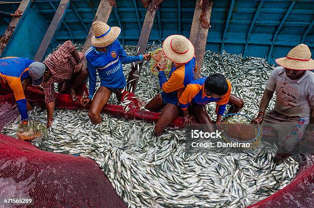 Pescadores Com A Captura De Sardinha Kannur Kerala Índia - Fotografias de stock e mais imagens de Indústria Pesqueira