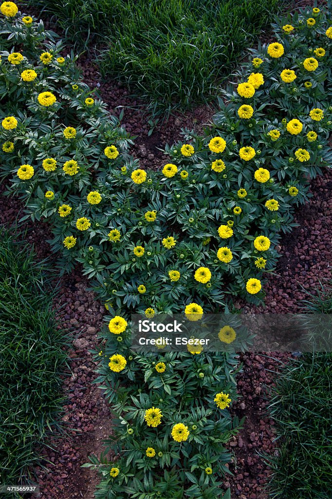 Lettre Y avec des fleurs - Photo de Beauté de la nature libre de droits