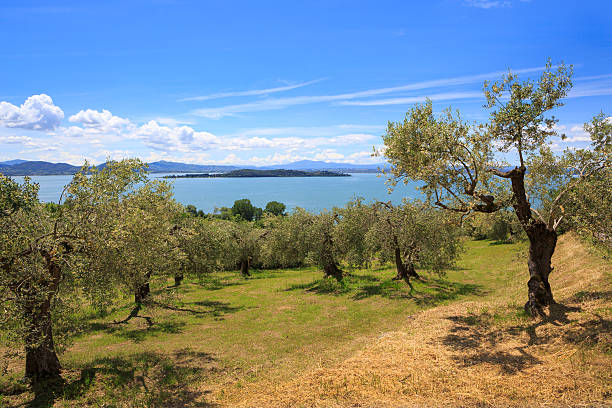 View from a hill with olive trees down to Lake Trasimeno in Umbria, Italy. In the lake the island \