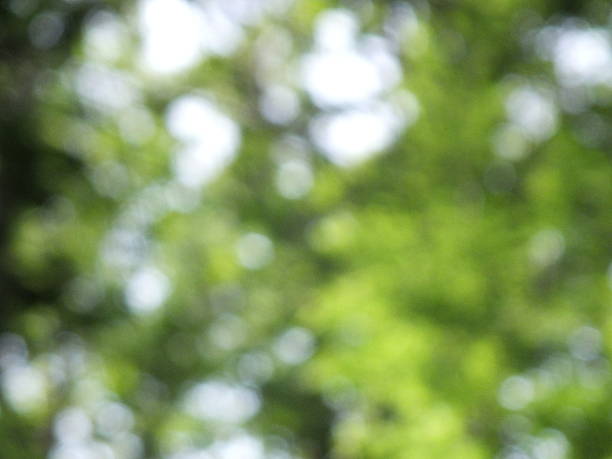 istock Background with green leaves 471566300
