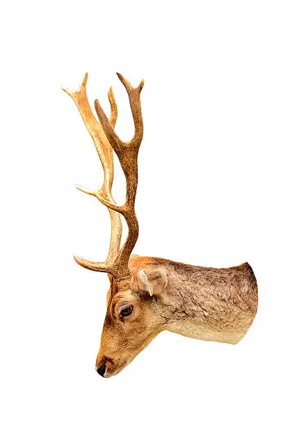 Photo of Deer head