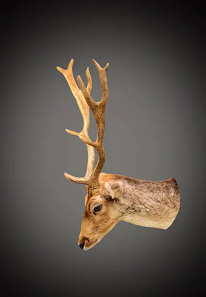 Photo of Deer head