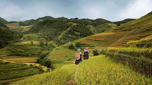 h'mong женщины носить корзины на рисовые поля террасами - bac ha стоковые фото и изображения