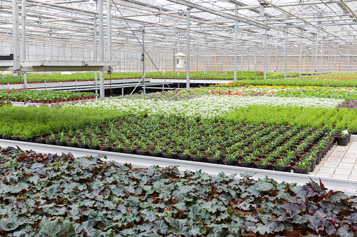 Dutch Greenhouse with cultivation of several plants and flowers