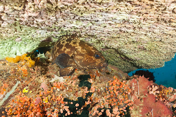 Brown-marbled Grouper Epinephelus fuscoguttatus under Table Coral Acropora sp. at a sea mountain called Crystal Rock, North of Gili Lawa Laut, an island North of Komodo Island, Indonesia.  