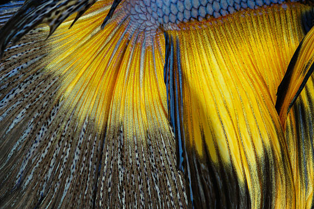 istock Texture of tail siamese fighting fish, Betta Splendens 471566986
