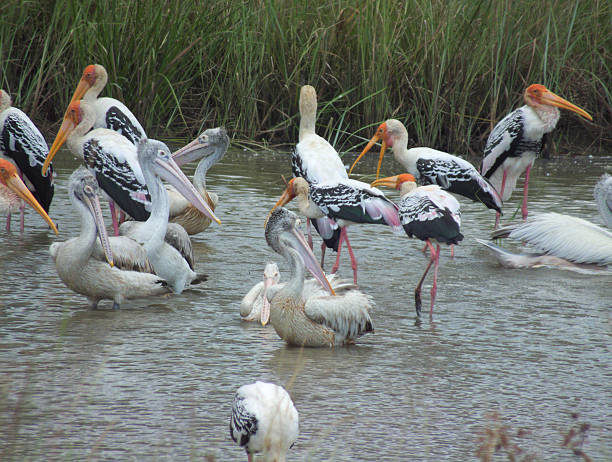 istock Flock of Painted Stork, Pelicans Feeding Intensely 471567052