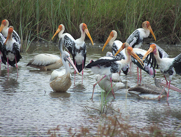 istock Flock of Painted Stork, Pelicans Feeding Intensely 471567054
