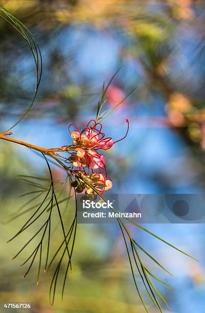 Grevillea Flower In The Sun Stock Photo - Download Image Now - Australia, Plant, 2015