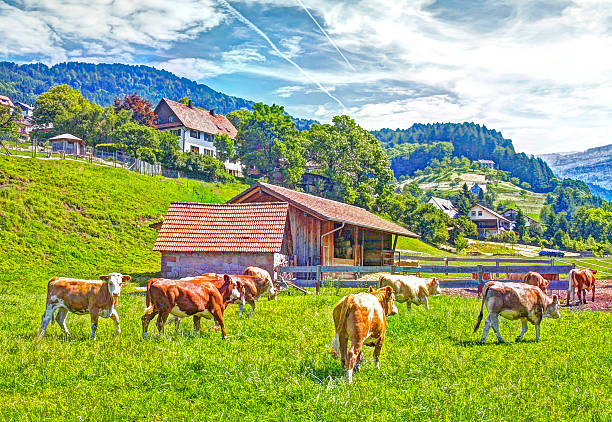 istock many animals on the cattle grazing in the Black Forest 471567356