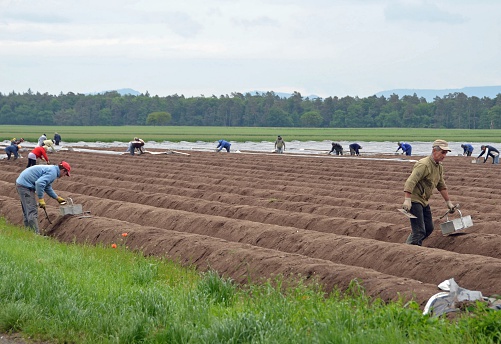 Huegelsheim, Germany - May 23, 2013: local Farm workers workers harvesting white asparagus from the fields in Mittelbaden during the season - men and women following mounds, digging out the asparagus