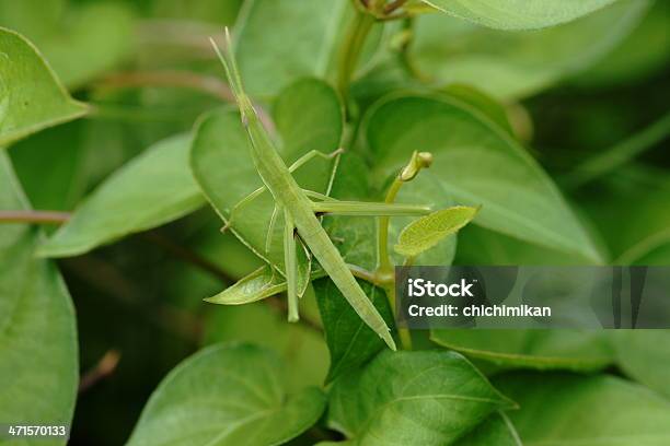 Foto de Phasmatodea e mais fotos de stock de Bicho-Pau - Bicho-Pau, Fotografia - Imagem, Horizontal