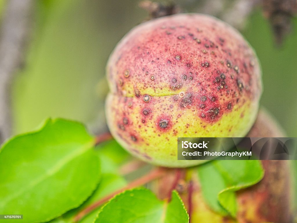 Apricot unripe apricots Abundance Stock Photo