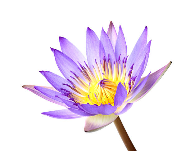 istock purple lotus 471570715