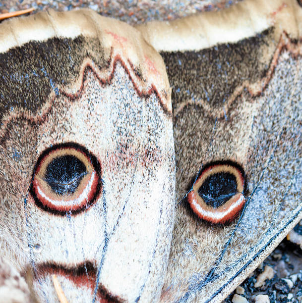 istock Buckeye butterfly fragment 471570793