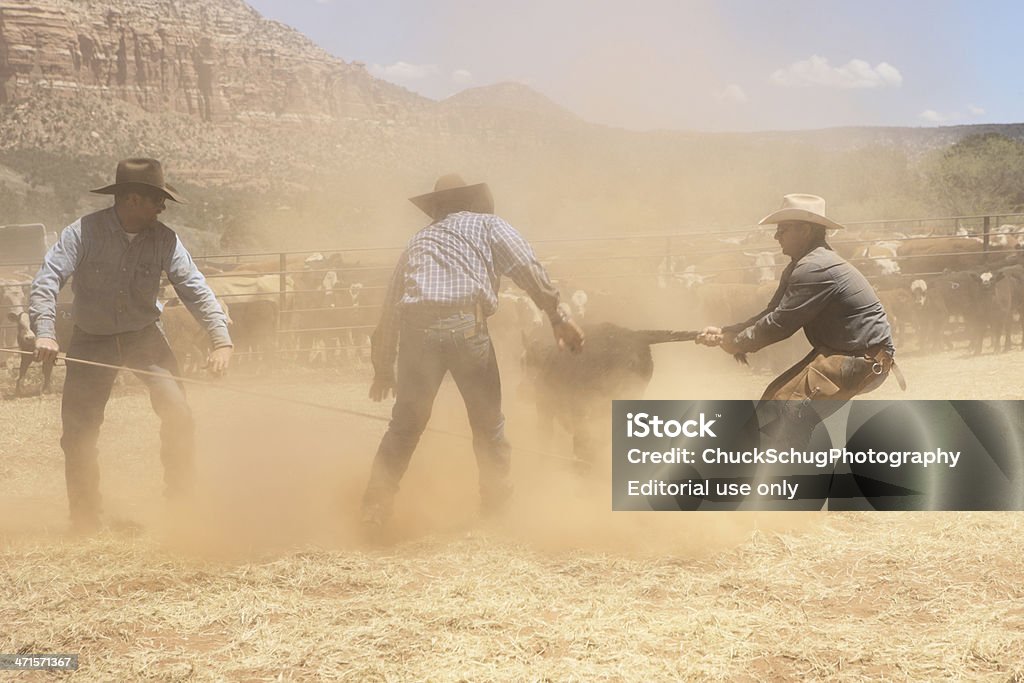 Cowboy Wranglers confronto Bovino - Foto stock royalty-free di Adulto