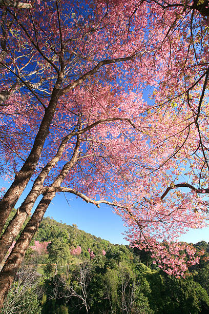 istock Sakura pink flower on mountain in thailand, cherry blossom 471571583