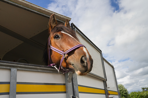Horse looks out through open door on horse box.