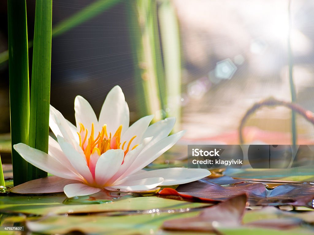 lotus flower Aquatic Organism Stock Photo