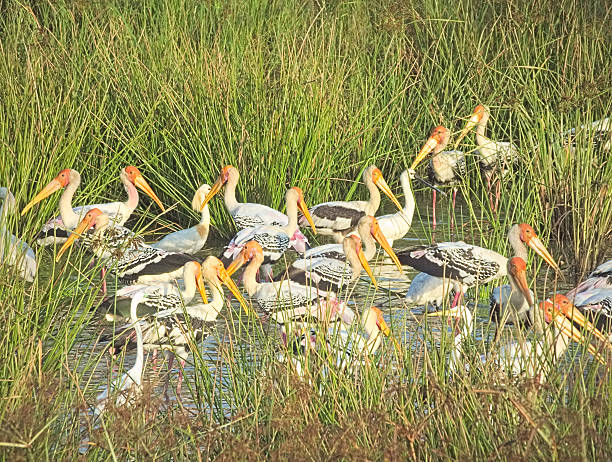 istock Flock of Painted Stork Feeding Intensely 471572816