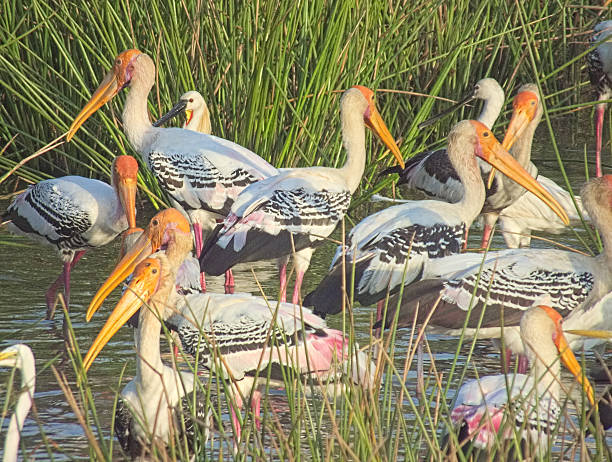 istock Flock of Painted Stork Feeding Intensely 471572818
