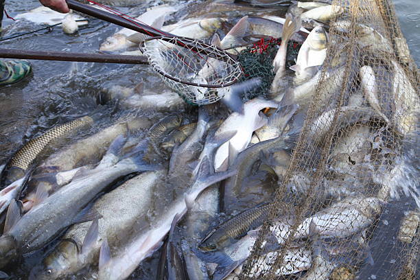istock The fish in the water fishing nets 471572990