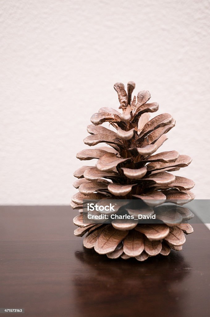 Einzigen Zapfen - Lizenzfrei Baum Stock-Foto