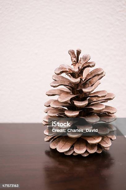 Einzigen Zapfen Stockfoto und mehr Bilder von Baum - Baum, Beige, Braun