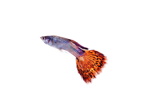 istock guppy pet fish swimming isolated 471573226