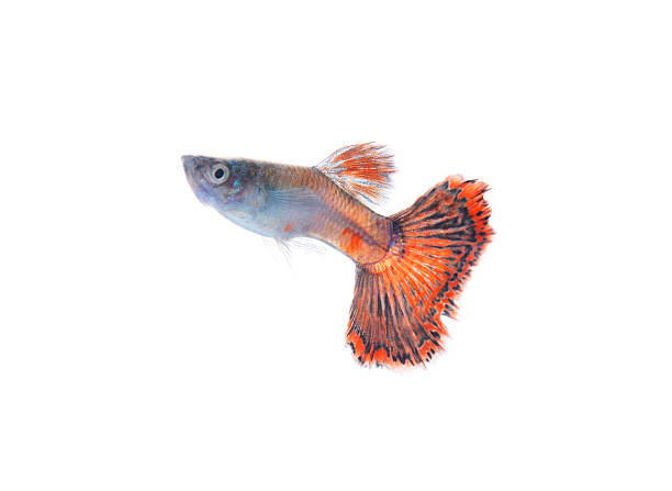 istock guppy pet fish swimming isolated 471573234