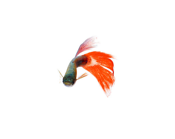 The little girl is watching the little fish in the fish tank eating feed